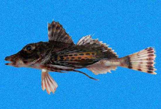 Prionotus teaguei