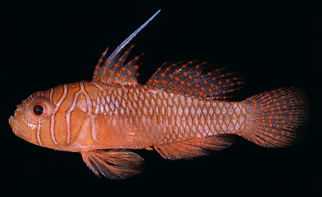 Priolepis vexilla