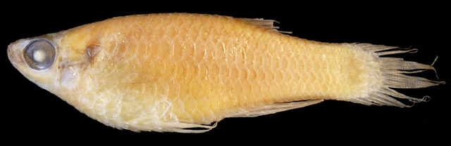 Aapticheilichthys websteri