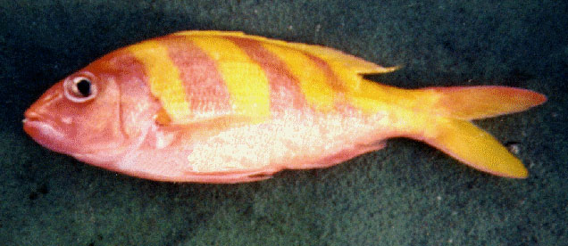 Pristipomoides zonatus