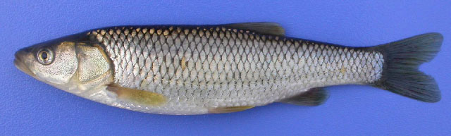 Squalius anatolicus