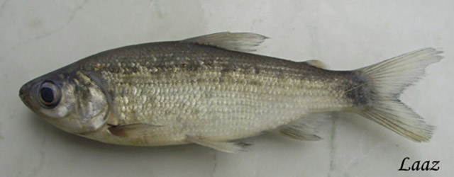 Pseudocurimata boulengeri