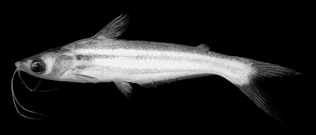 Pseudeutropius brachypopterus