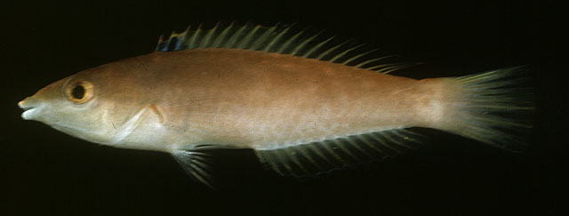 Pseudojuloides polynesica