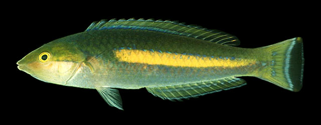 Pseudojuloides polackorum