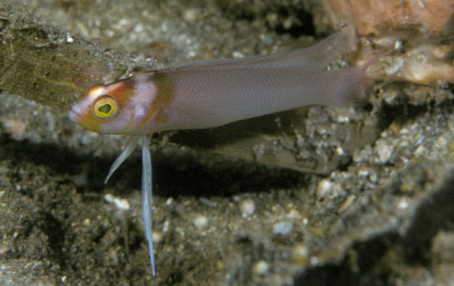 Pseudoplesiops collare