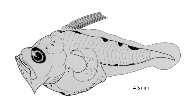 Psettodes erumei