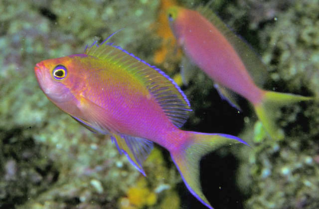 Pseudanthias flavicauda