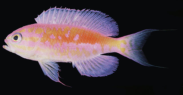 Pseudanthias fucinus