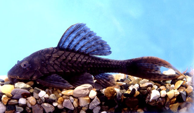 Pseudorinelepis genibarbis