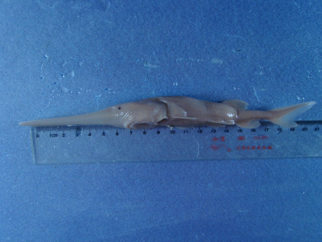 Psephurus gladius