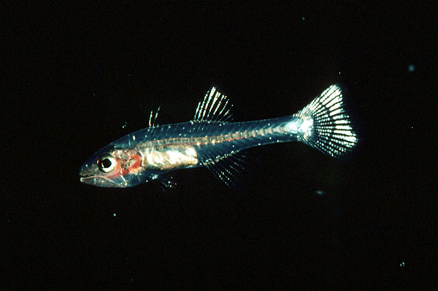 Pseudamiops gracilicauda