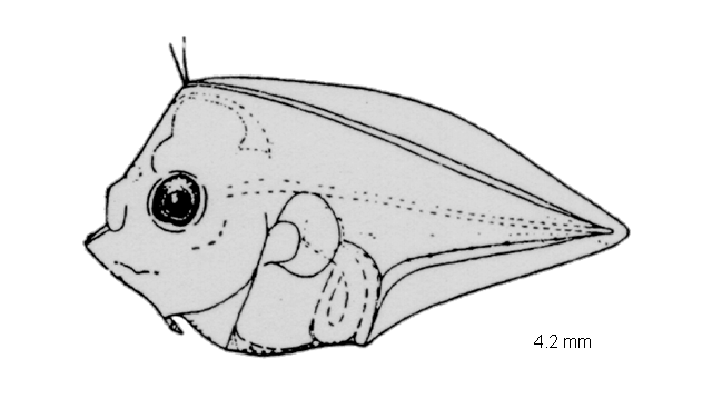 Psettina hainanensis