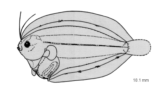 Psettina hainanensis