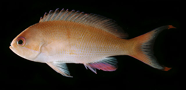 Pseudanthias hiva