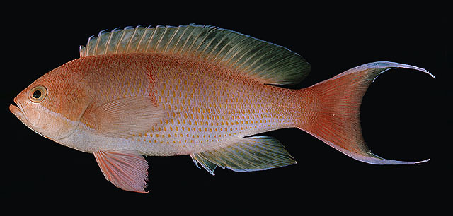 Pseudanthias hiva