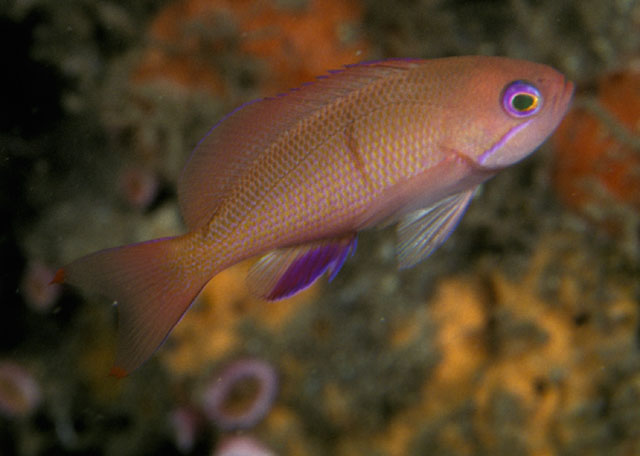 Pseudanthias hiva