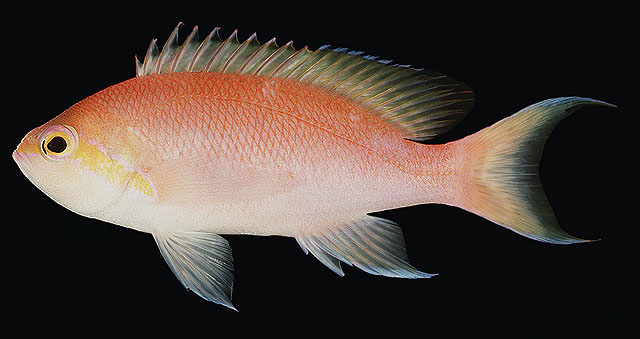 Pseudanthias hutomoi