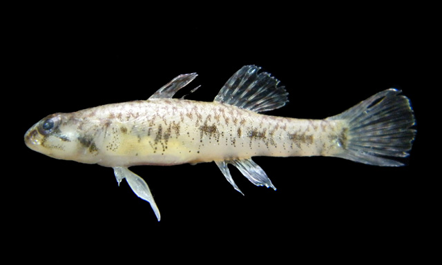 Pseudogobius poicilosoma