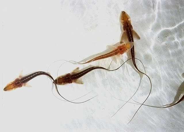 Pseudoscaphirhynchus kaufmanni