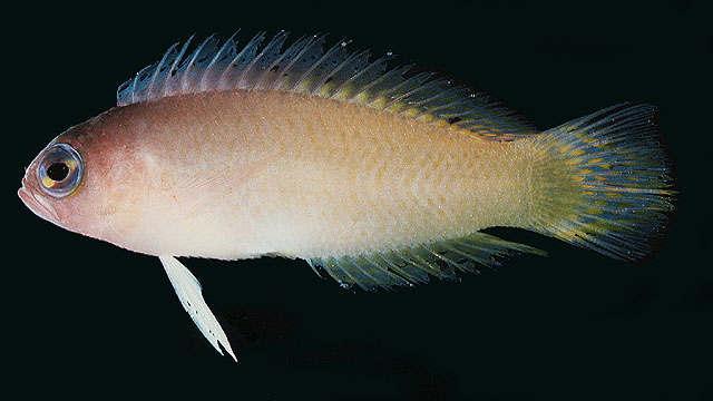 Pectinochromis lubbocki