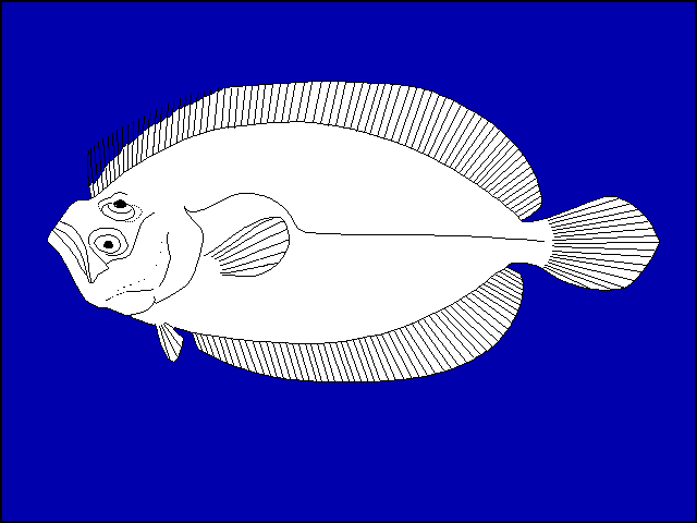 Pseudorhombus megalops