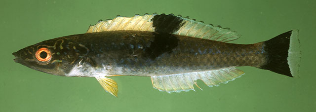 Pseudojuloides mesostigma