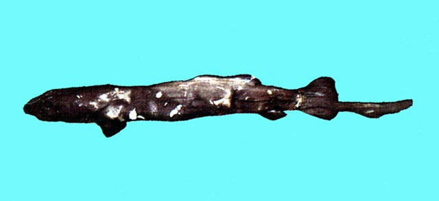 Pseudotriakis microdon