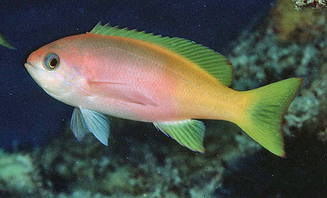 Pseudanthias pictilis