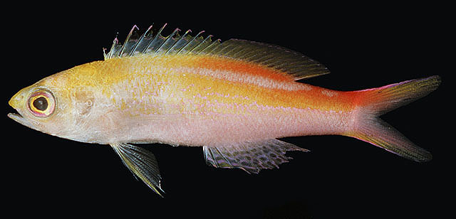 Pyronotanthias privitera