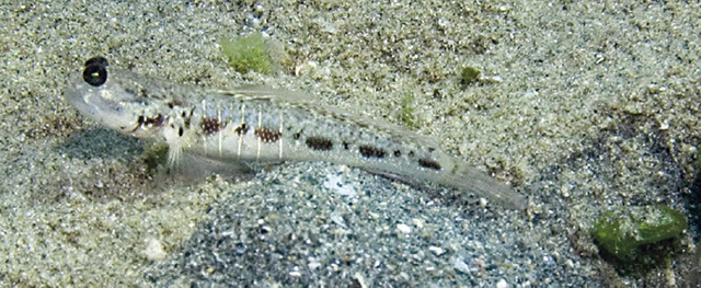 Psilogobius randalli