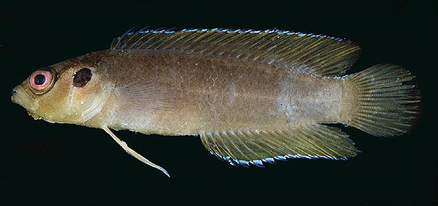 Pseudoplesiops revellei