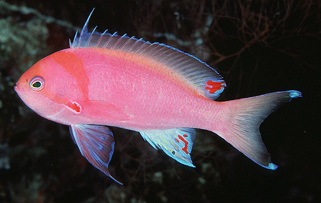 Pseudanthias sheni