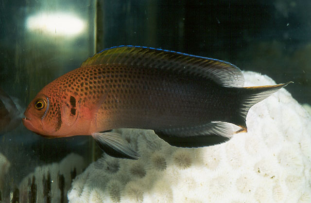 Pseudochromis steenei