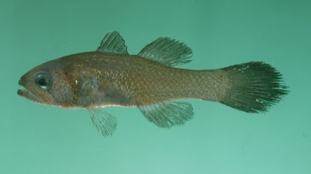 Pseudamia tarri