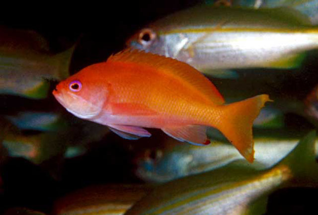 Pseudanthias townsendi