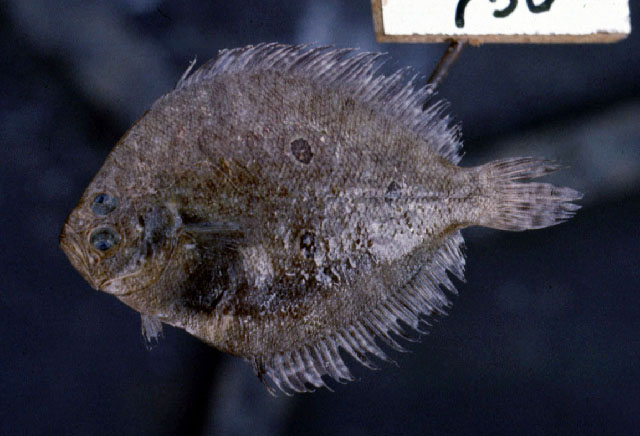 Pseudorhombus triocellatus