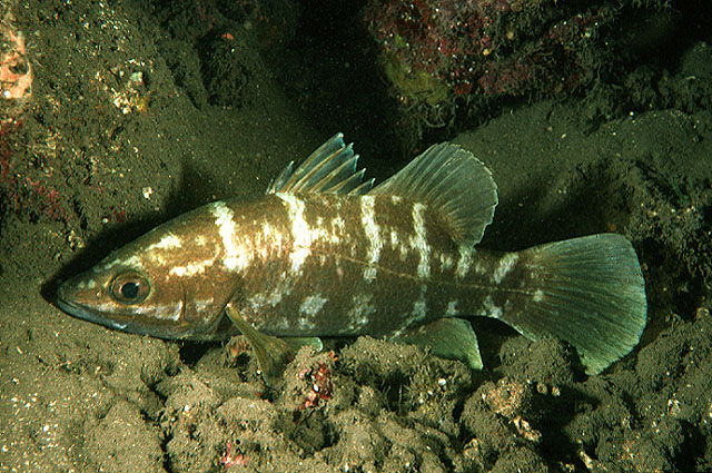 Psammoperca waigiensis