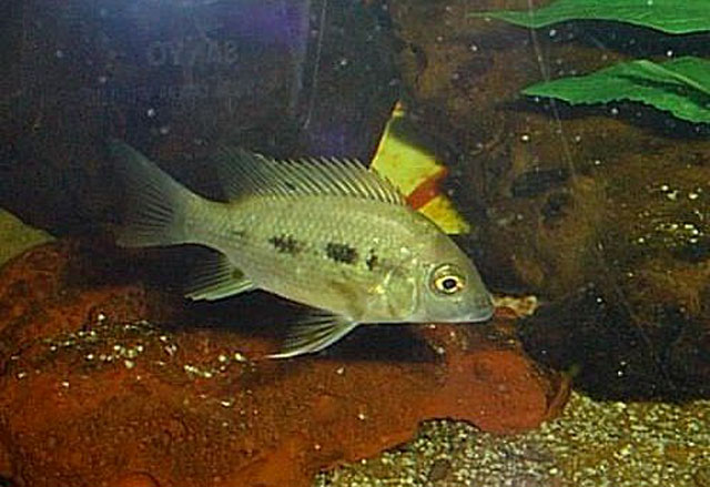 Ptychochromis grandidieri