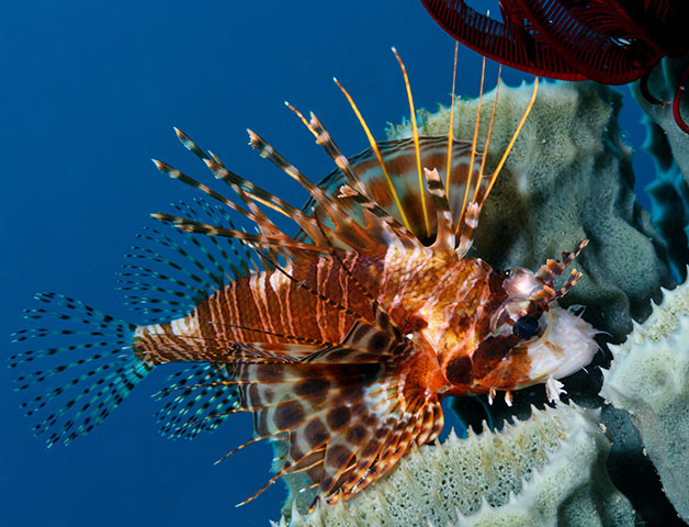 Pterois paucispinula