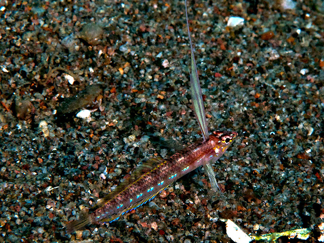 Pteropsaron springeri