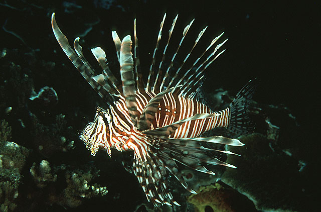 Pterois volitans