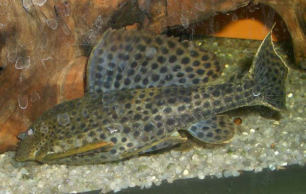 Pterygoplichthys weberi