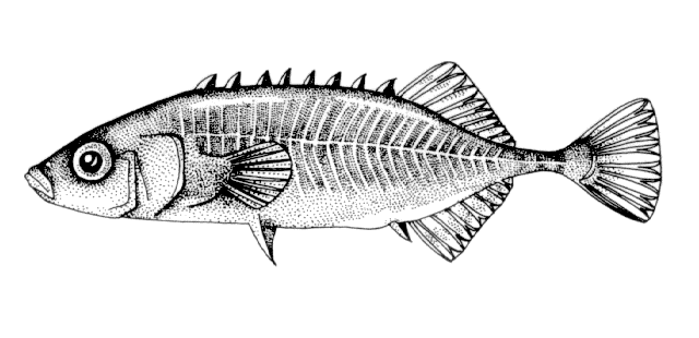 Pungitius sinensis