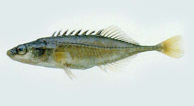 Pungitius sinensis