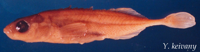 Pungitius laevis