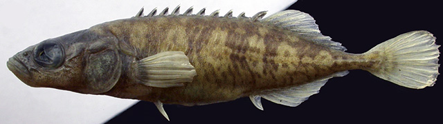 Pungitius polyakovi