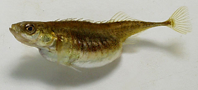 Pungitius pungitius