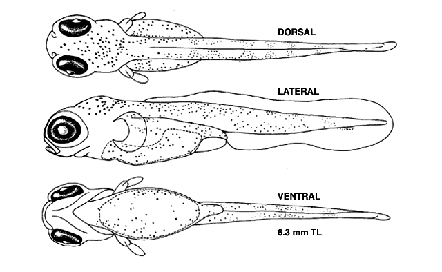 Pungitius pungitius