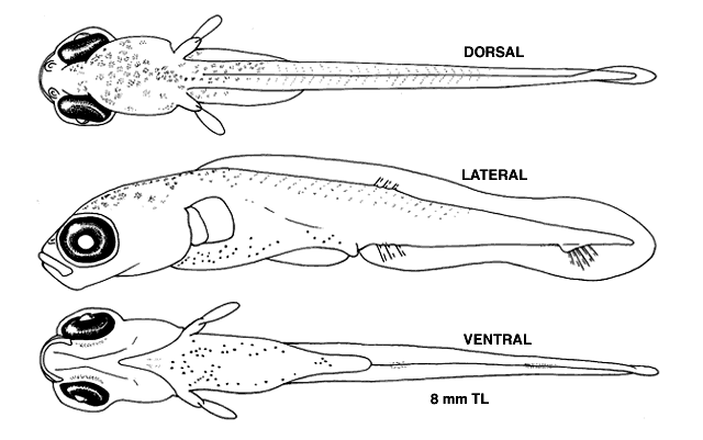 Pungitius pungitius